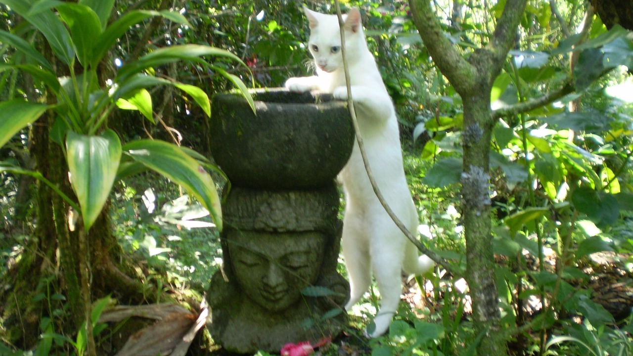 Photo of Outdoor in Keaau
