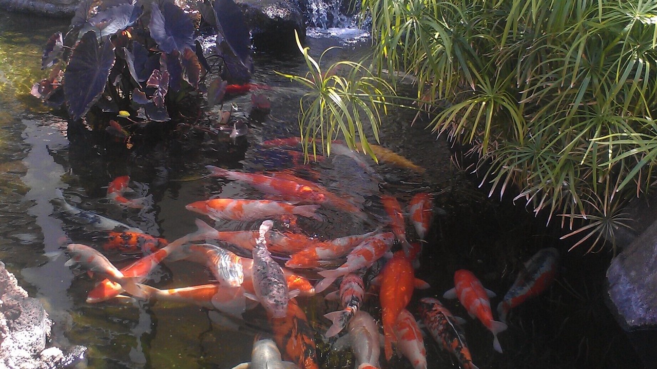 Photo of Others in Ko Olina