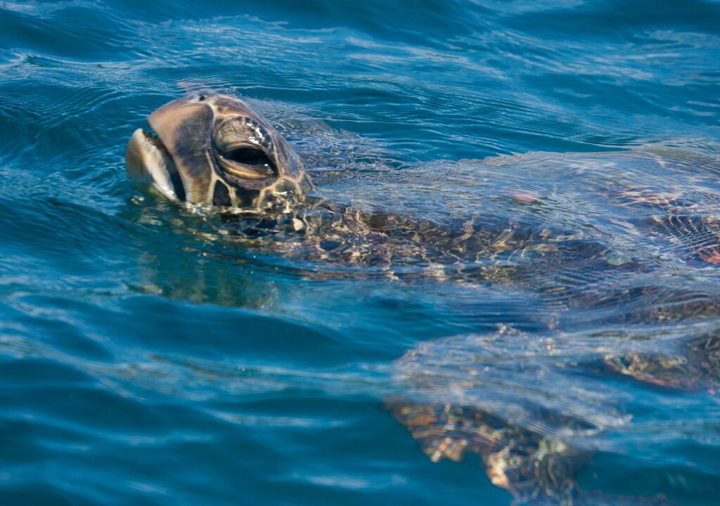Photo of Outdoor in Kihei