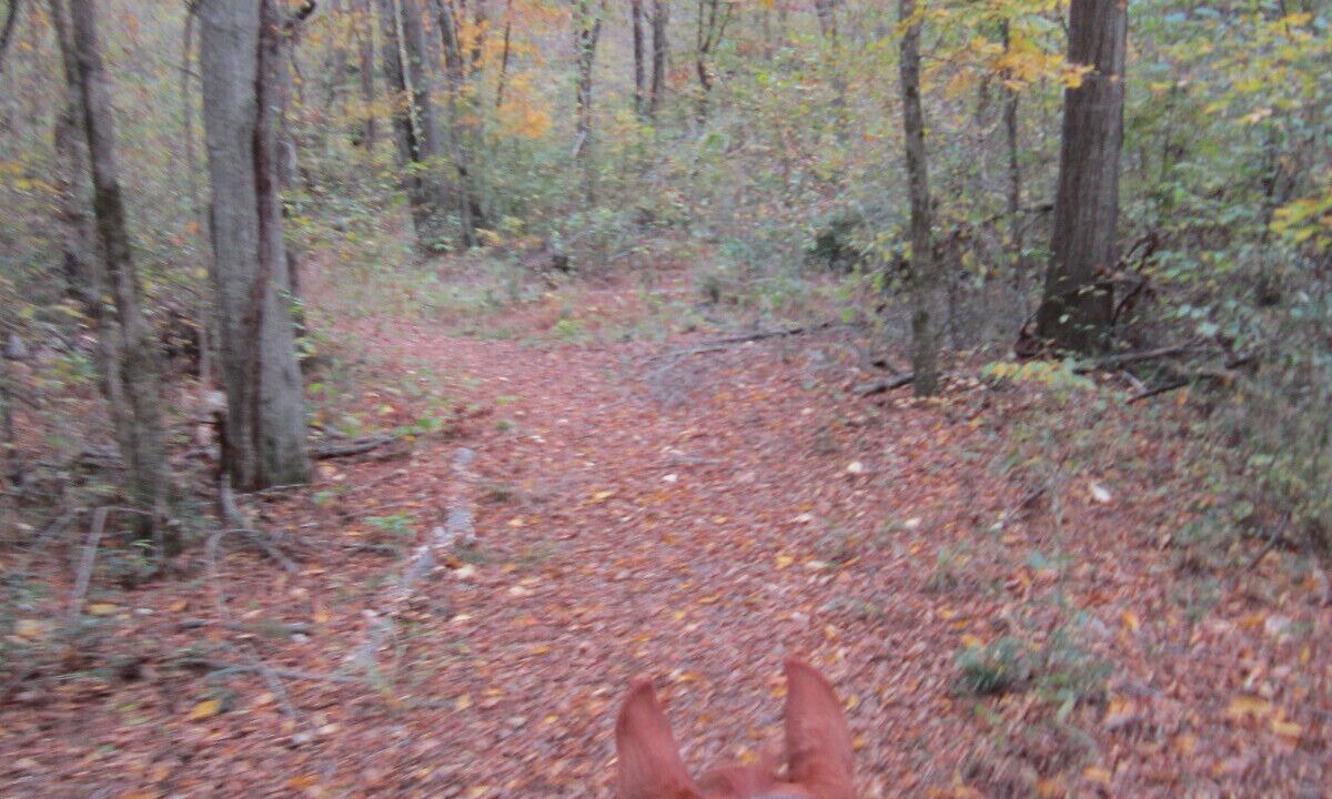 Photo of Outdoor in Lula