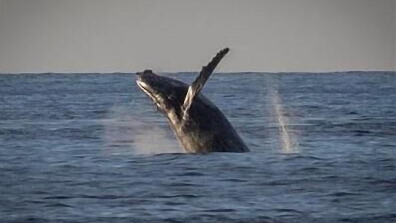 Photo of Others in Kailua-Kona