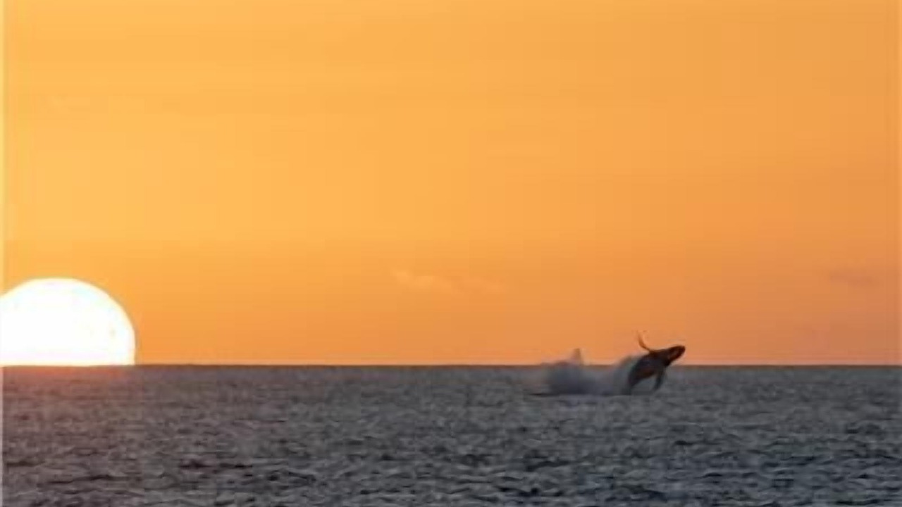 Photo of Others in Kailua-Kona
