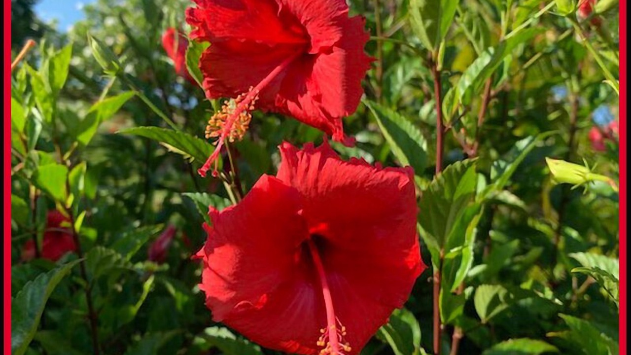 Photo of Others in Wailea