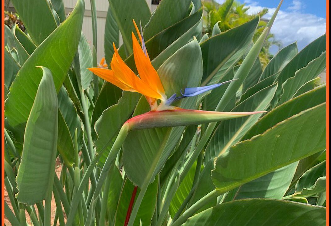 Photo of Others in Wailea