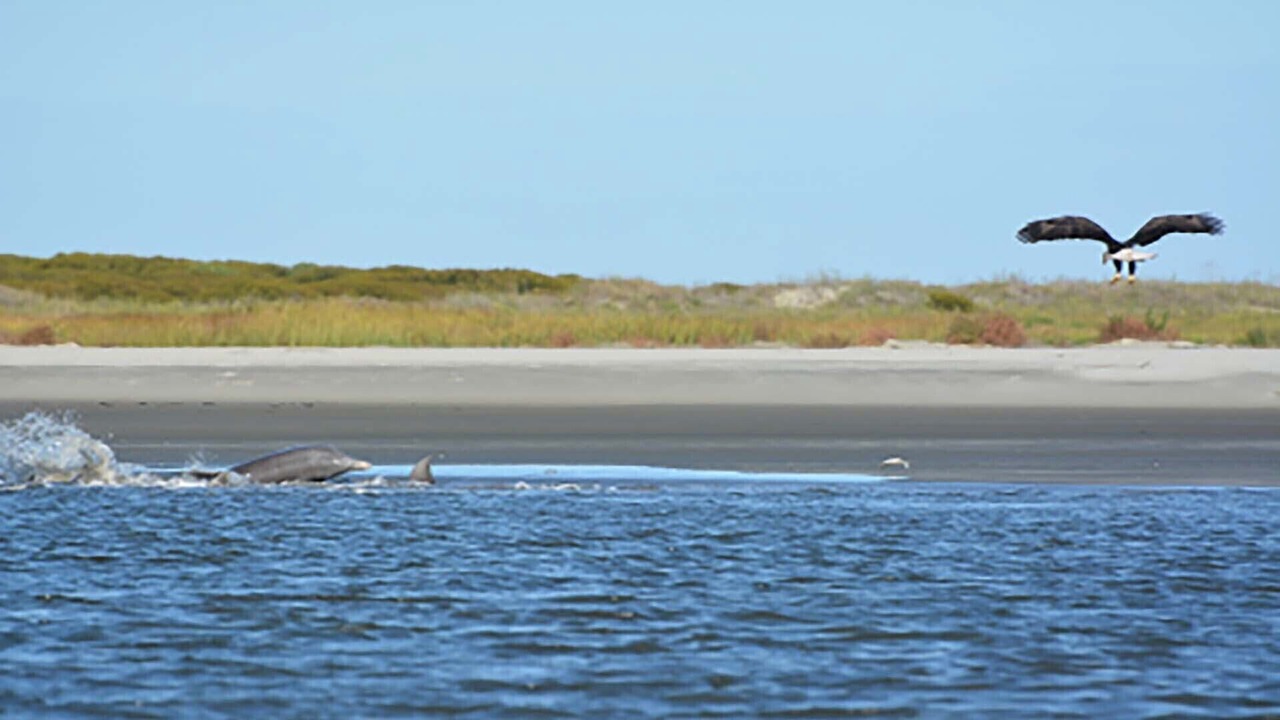 Photo of Others in Seabrook Island