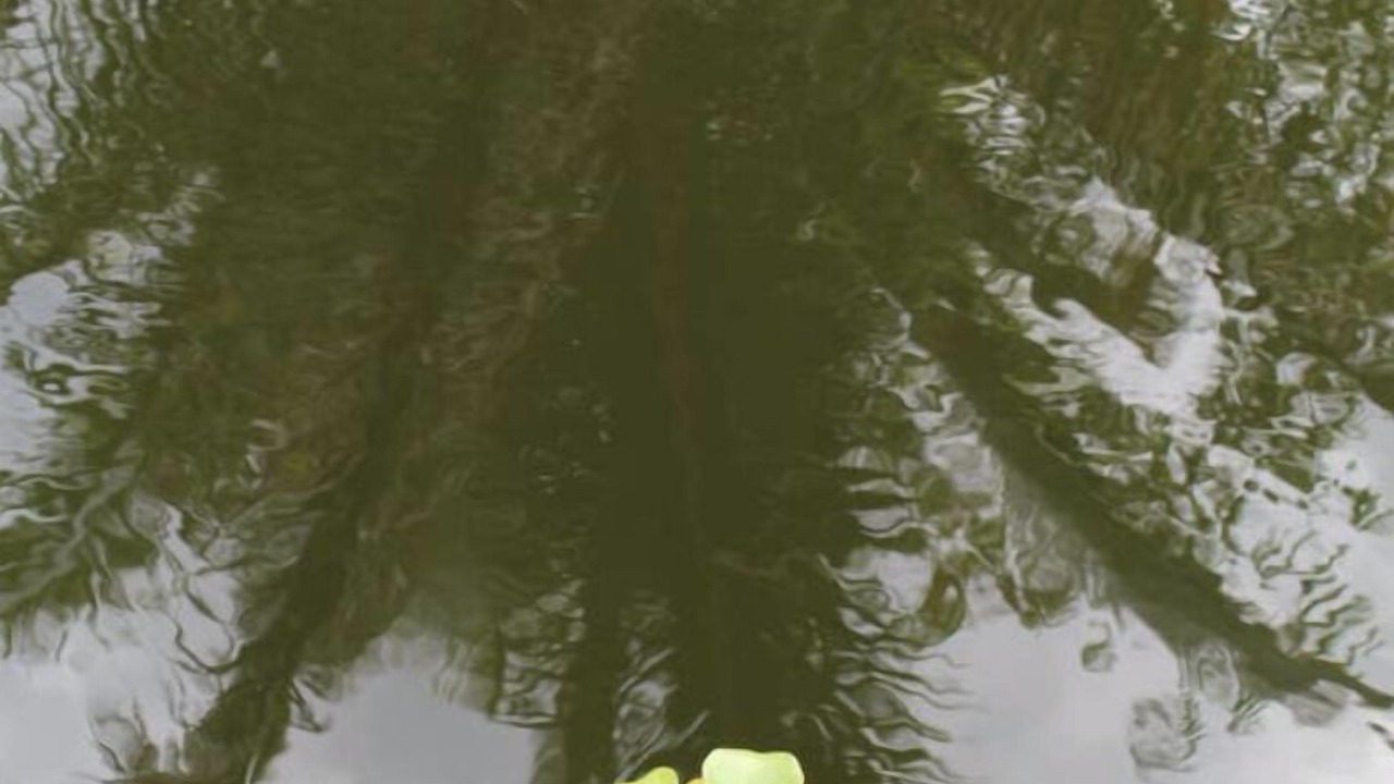 Photo of Others in Puna Palisades