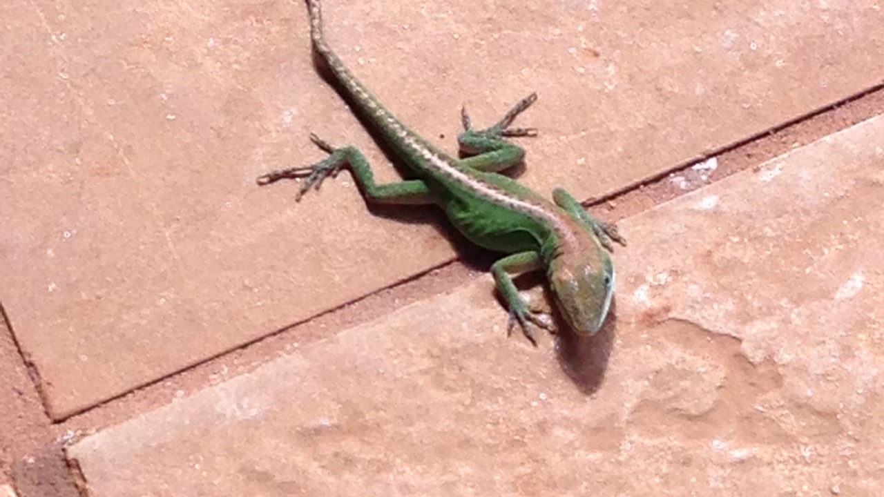 Photo of Others in Maunaloa