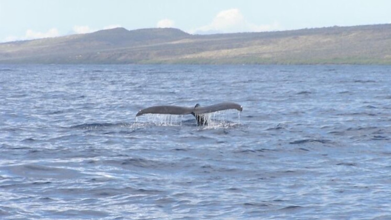 Photo of Others in Maunaloa