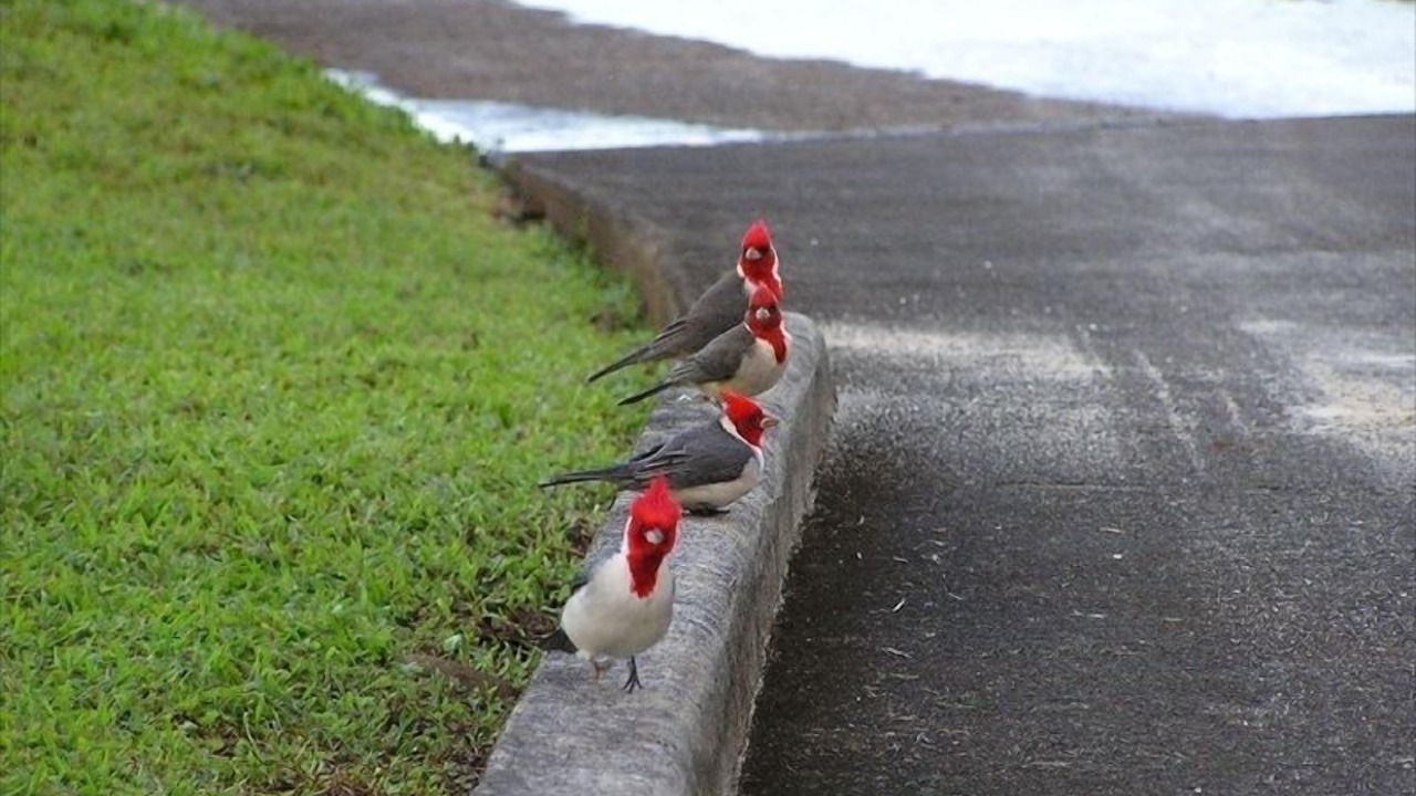 Photo of Others in Maunaloa