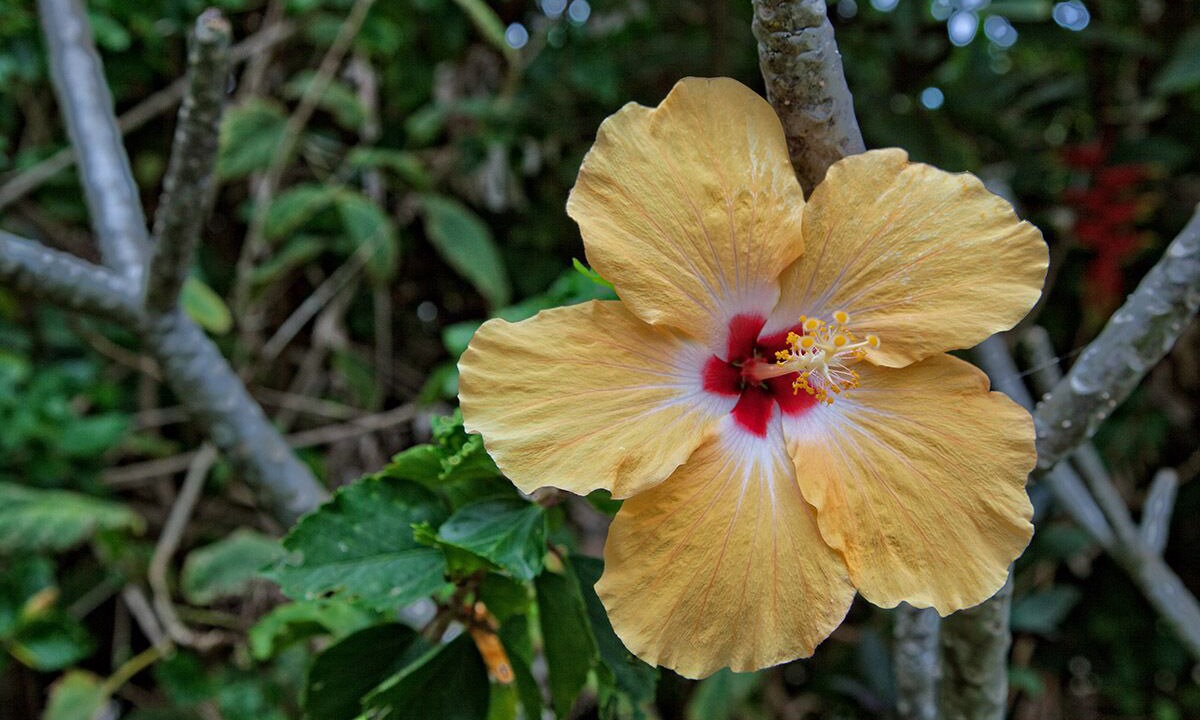 Photo of Others in Hana