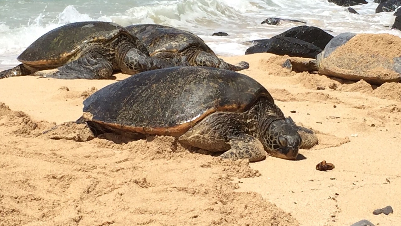 Photo of Others in Kihei