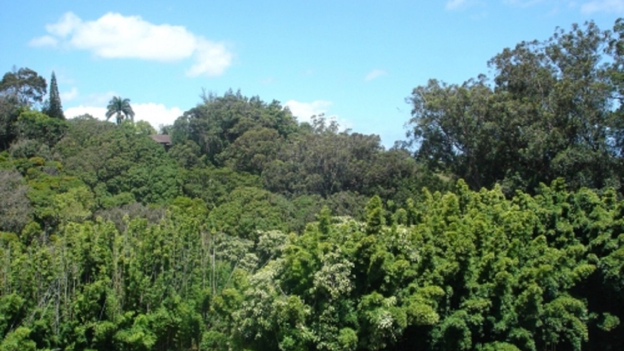 Photo of Outdoor in Pauwela