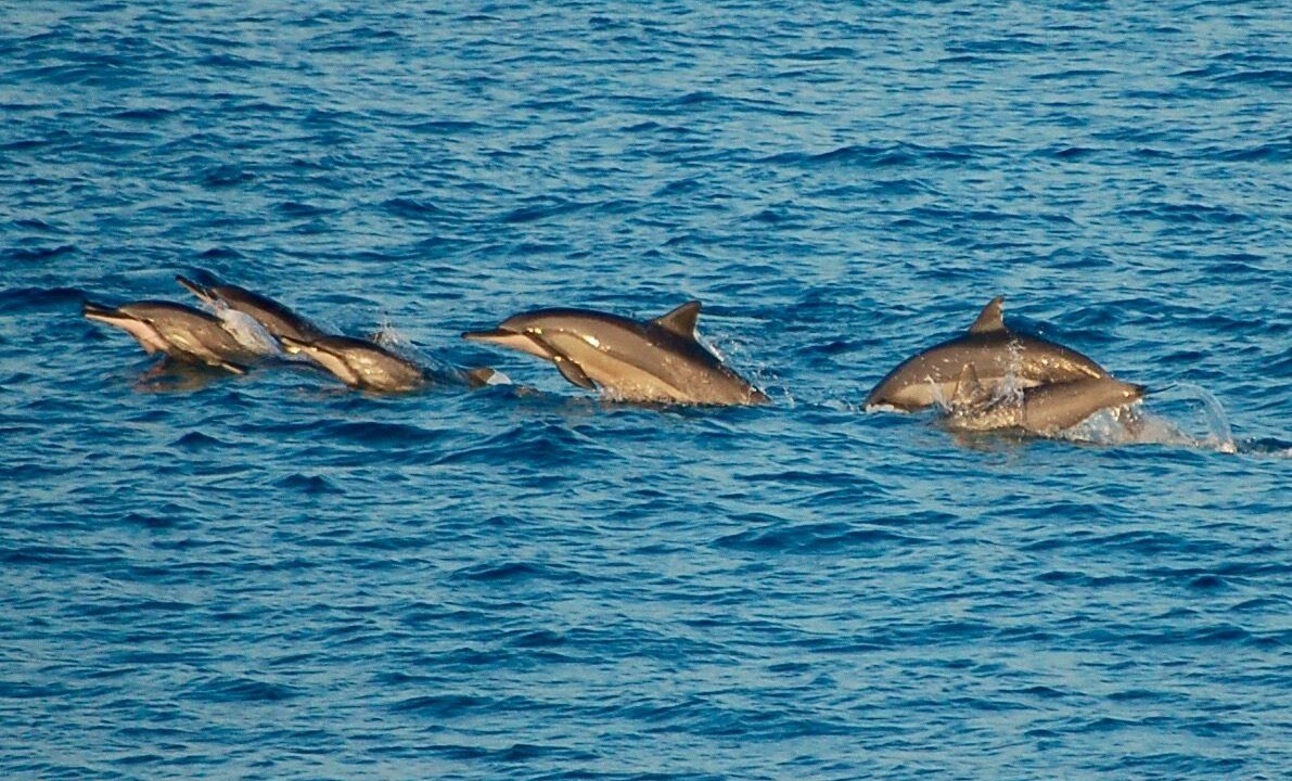 Photo of Others in Kailua-Kona