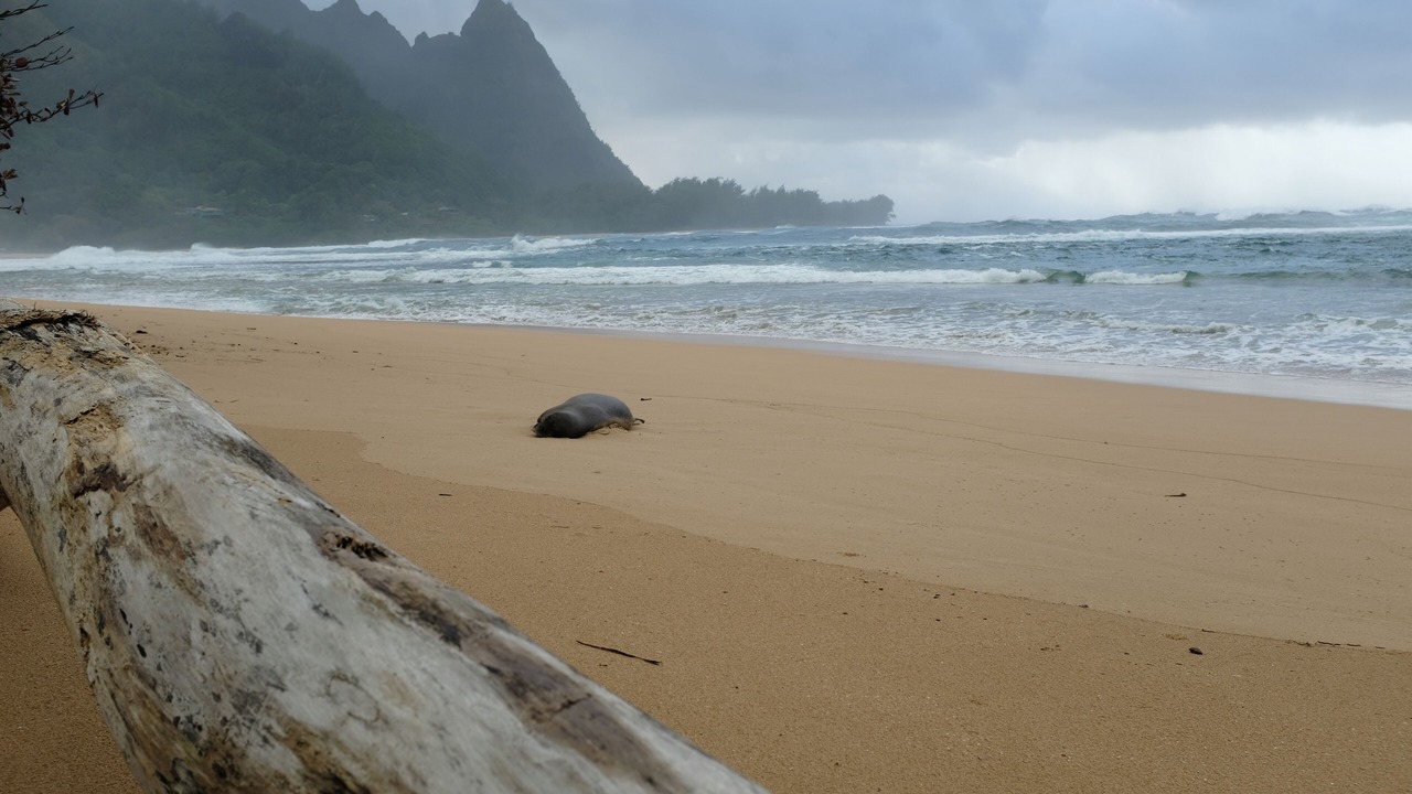 Photo of Others in Hanalei