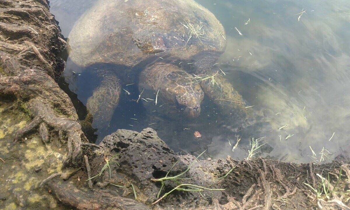 Photo of Others in Hilo