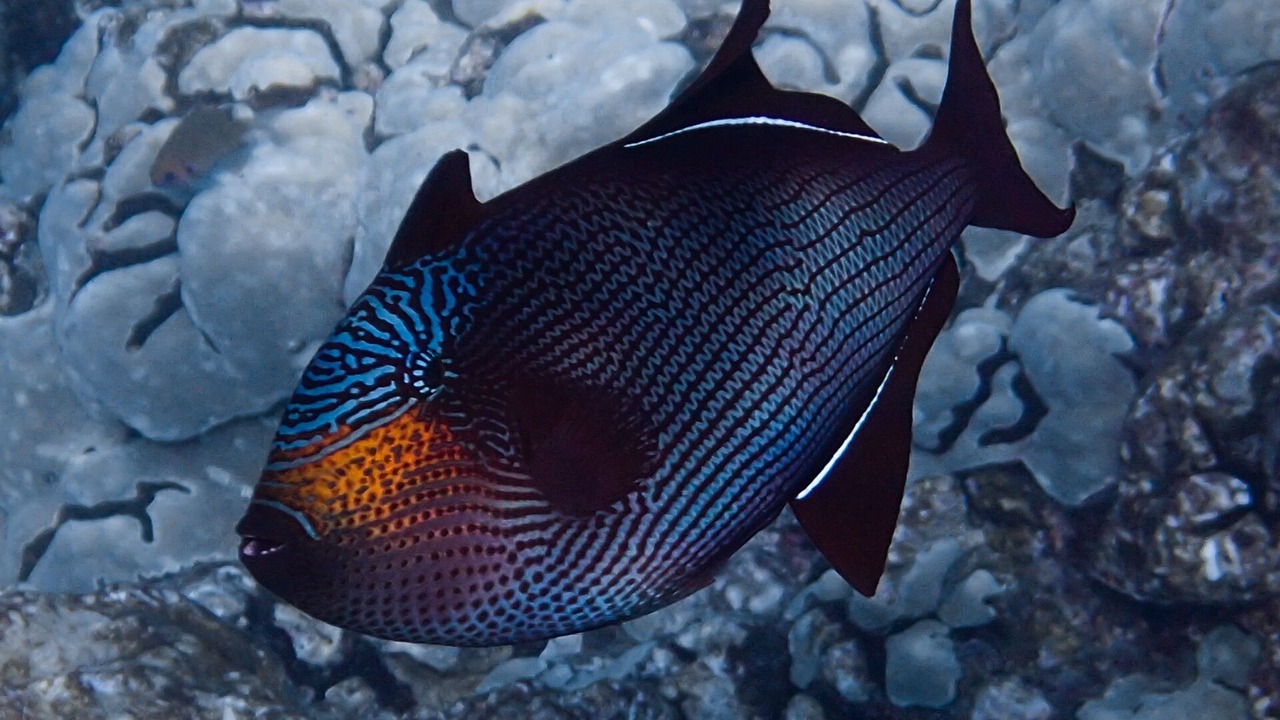 Photo of Others in Honaunau-Napoopoo