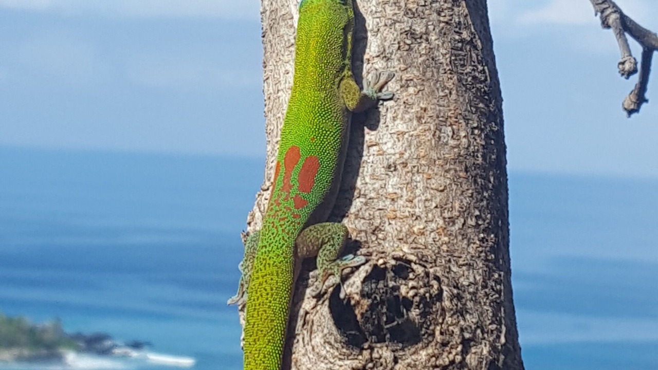 Photo of Outdoor in Honaunau-Napoopoo
