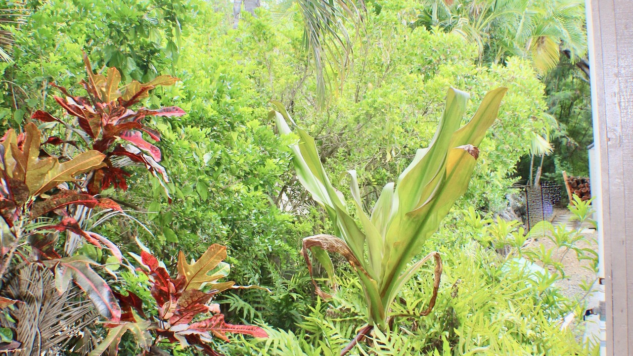 Photo of Outdoor in Kahaluu Bay