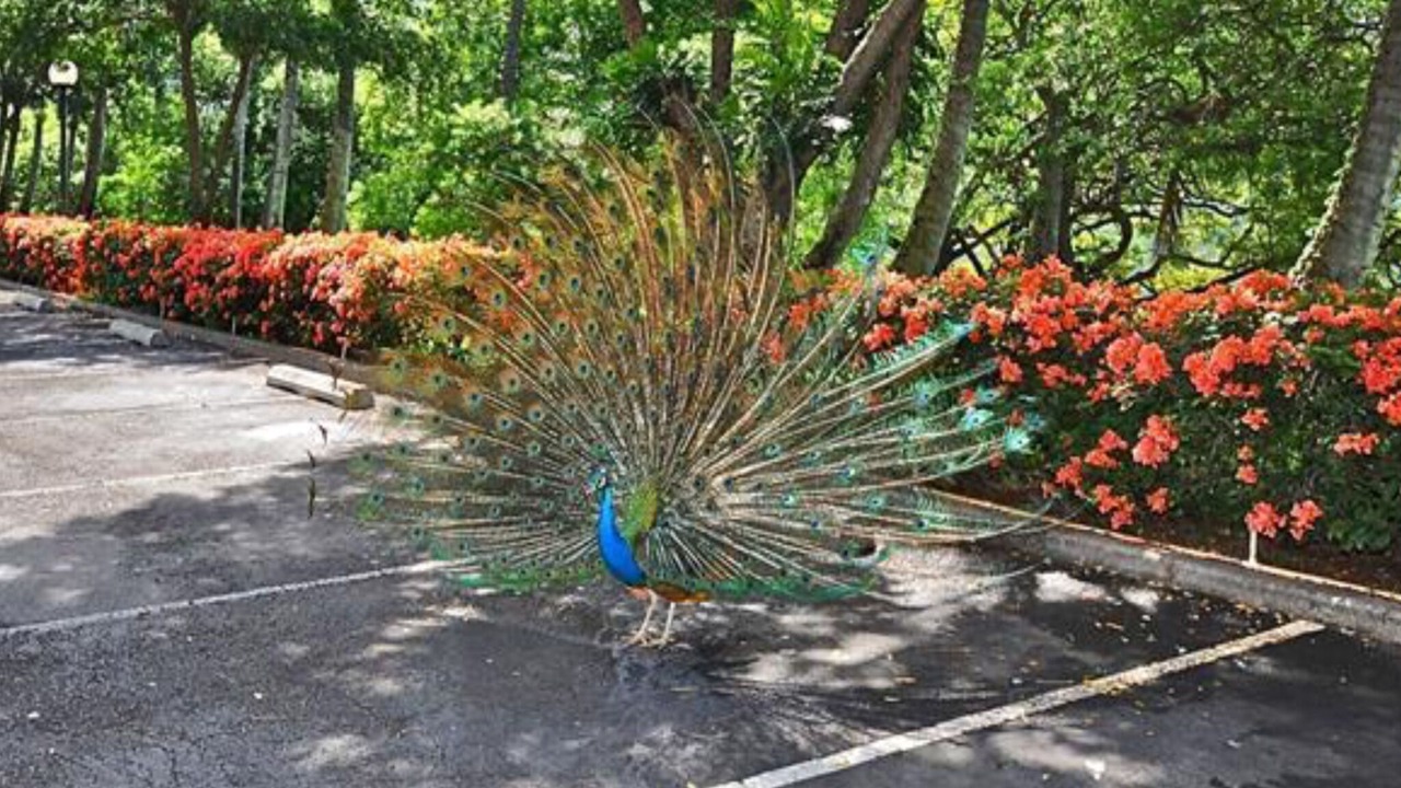 Photo of Outdoor in Makaha