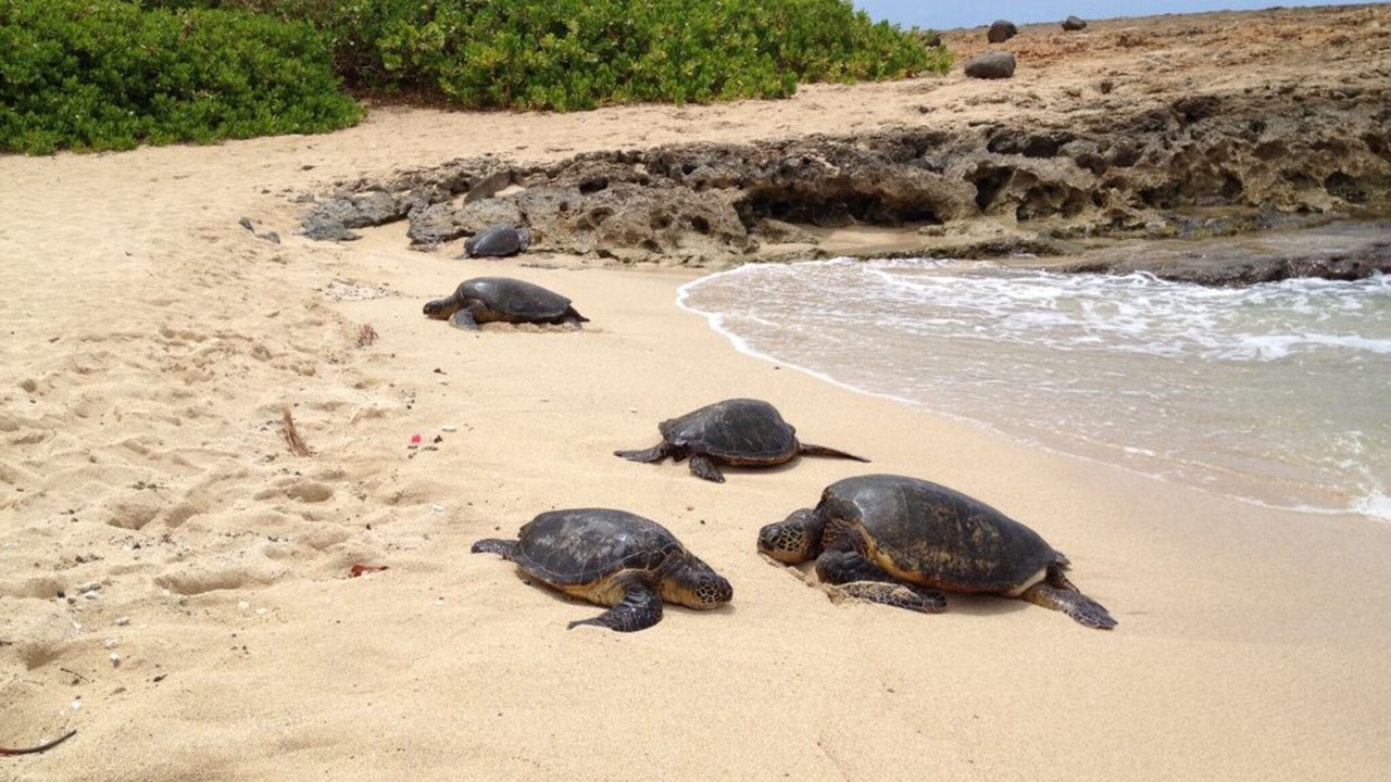 Photo of Others in Makaha