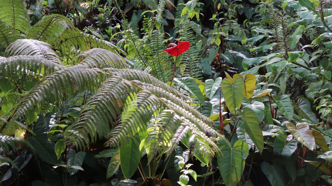 Photo of Outdoor in Fern Acres