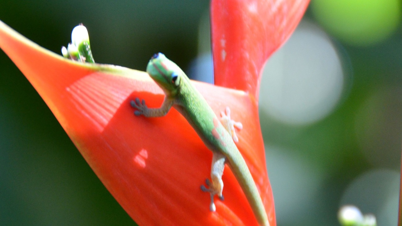 Photo of Others in Hawi