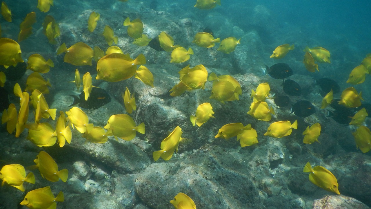 Photo of Others in Hawi