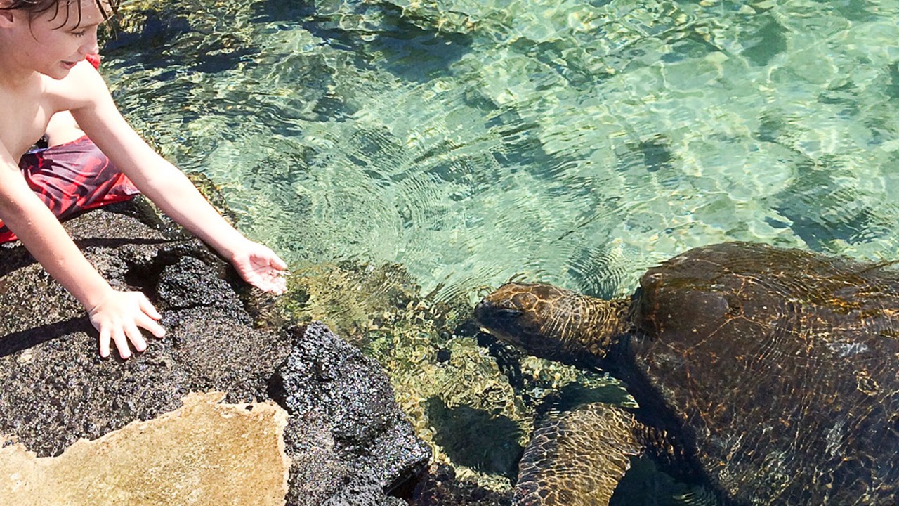 Photo of Others in Hilo