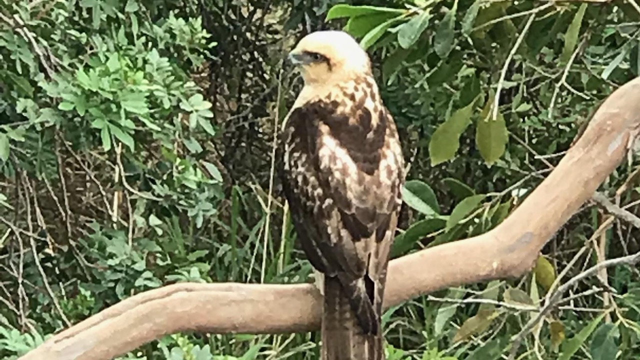 Photo of Outdoor in Kona Palisades
