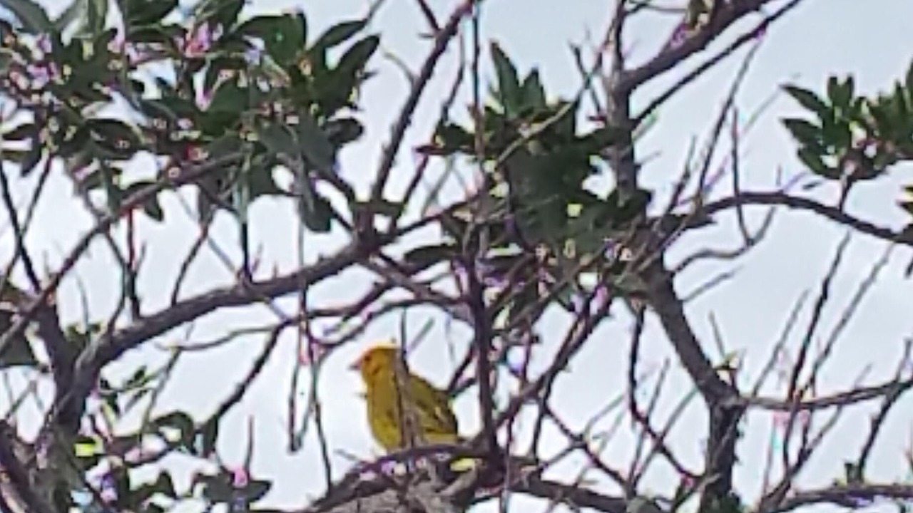 Photo of Others in Kona Palisades