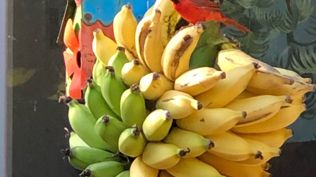 Photo of Outdoor in Makawao