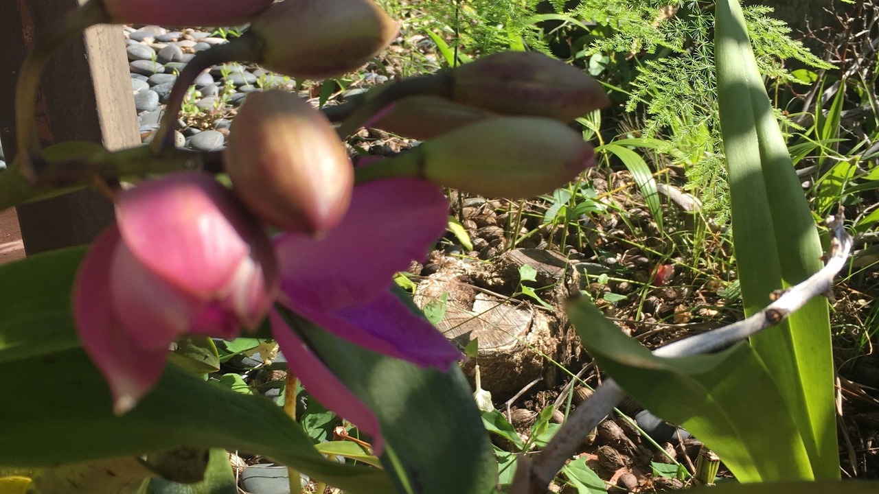 Photo of Outdoor in Kahaluu-Keauhou