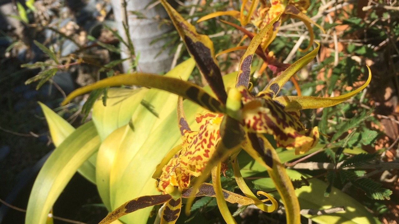 Photo of Outdoor in Kahaluu-Keauhou