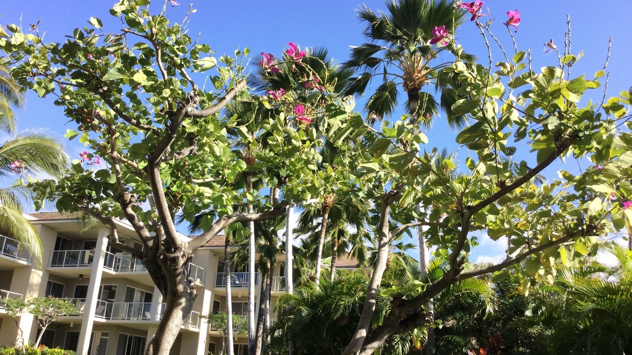 Photo of Outdoor in Waikoloa