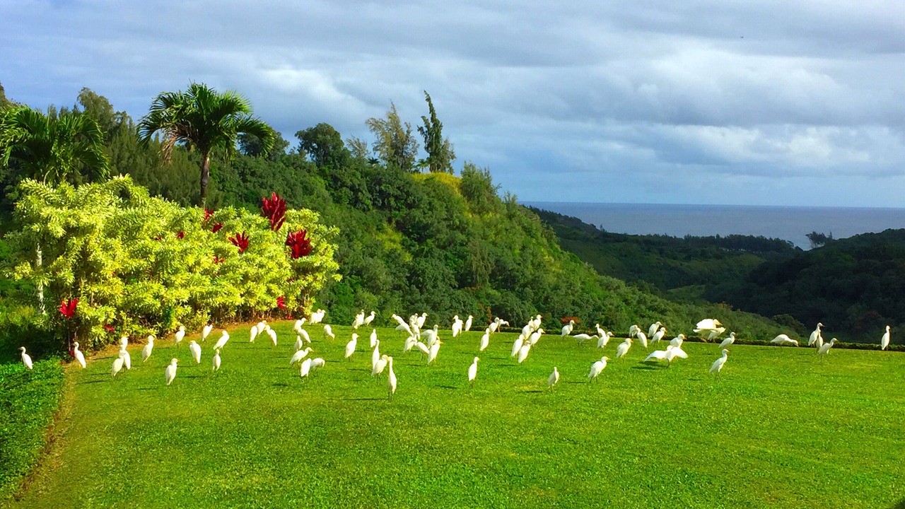 Photo of Others in Kilauea