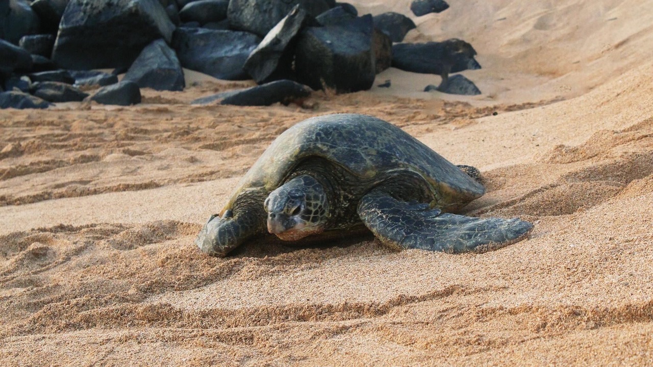 Photo of Others in Kilauea