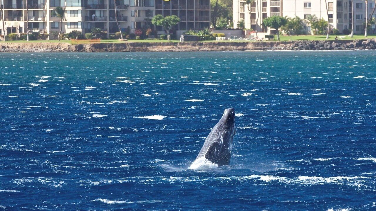 Photo of Others in Maalaea
