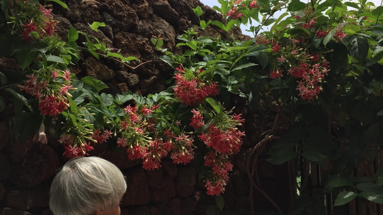 Photo of Outdoor in Kohala Estates