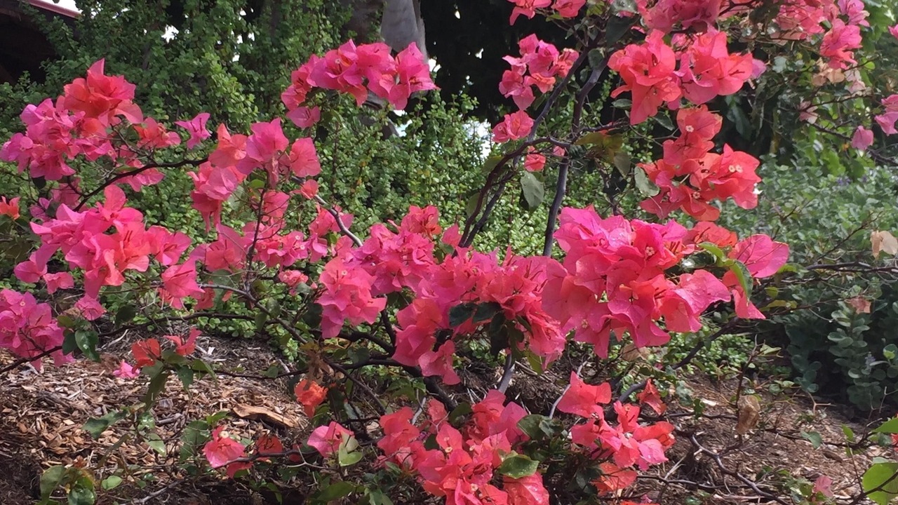 Photo of Outdoor in Kohala Estates