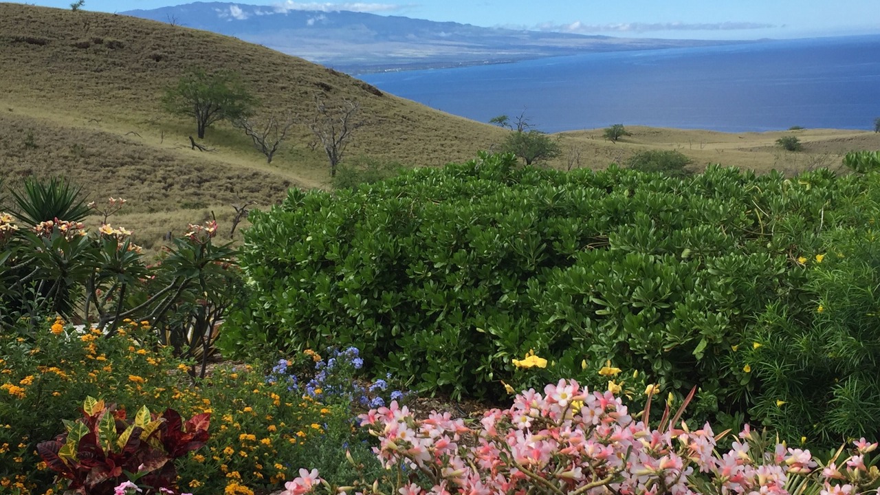 Photo of Others in Kohala Estates