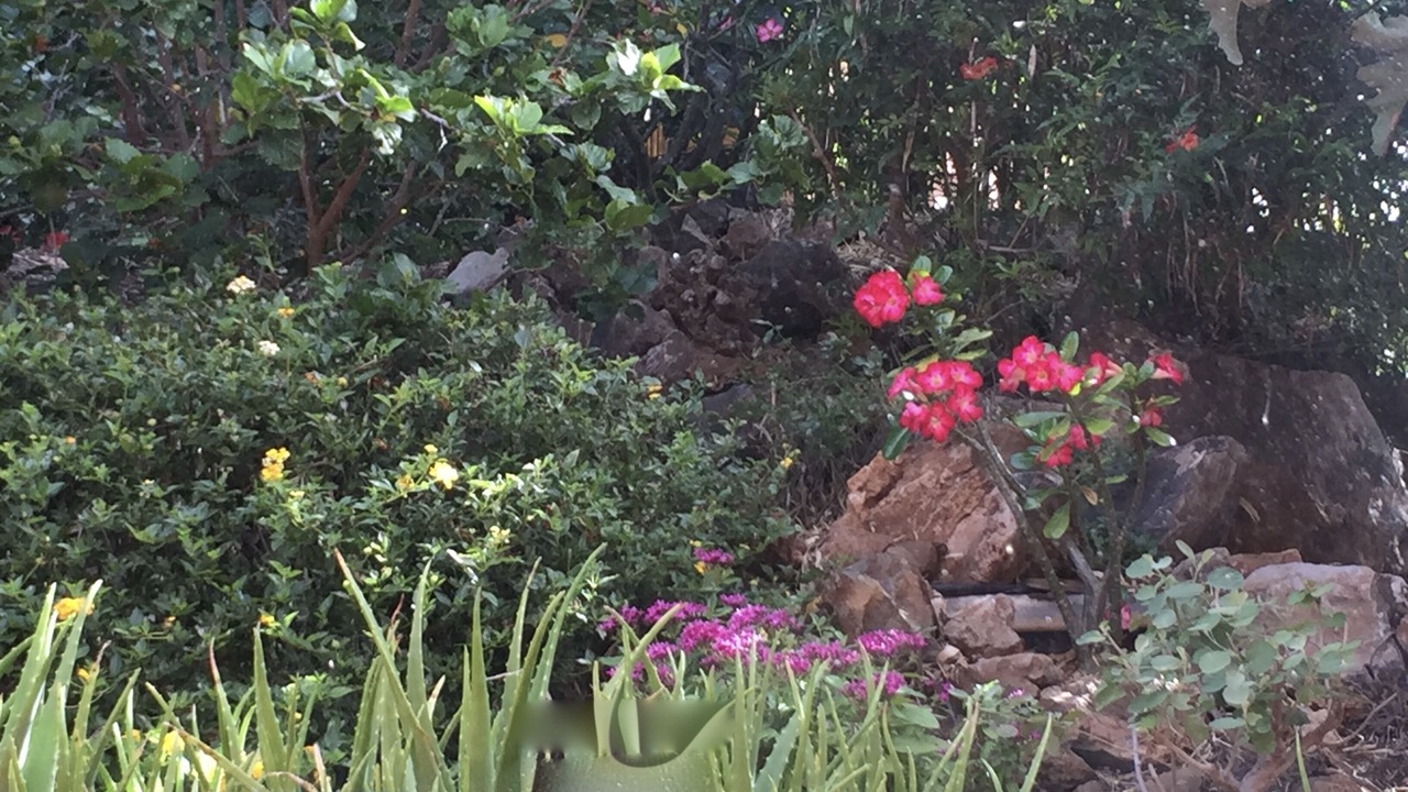 Photo of Outdoor in Kohala Estates