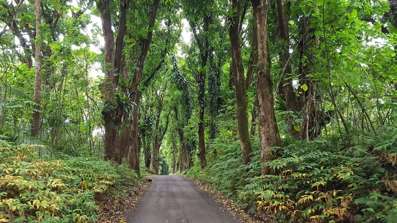 Photo of Outdoor in Royal Hawaiian Estates