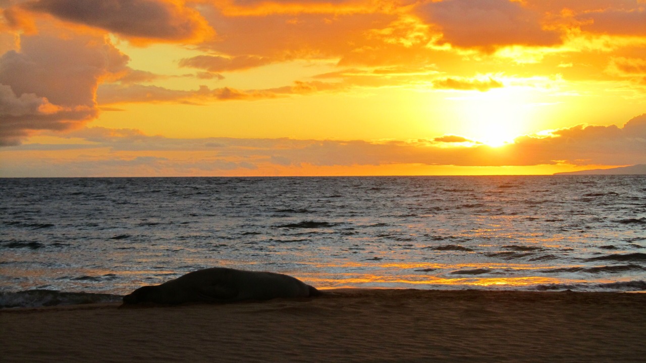 Photo of Others in Kihei