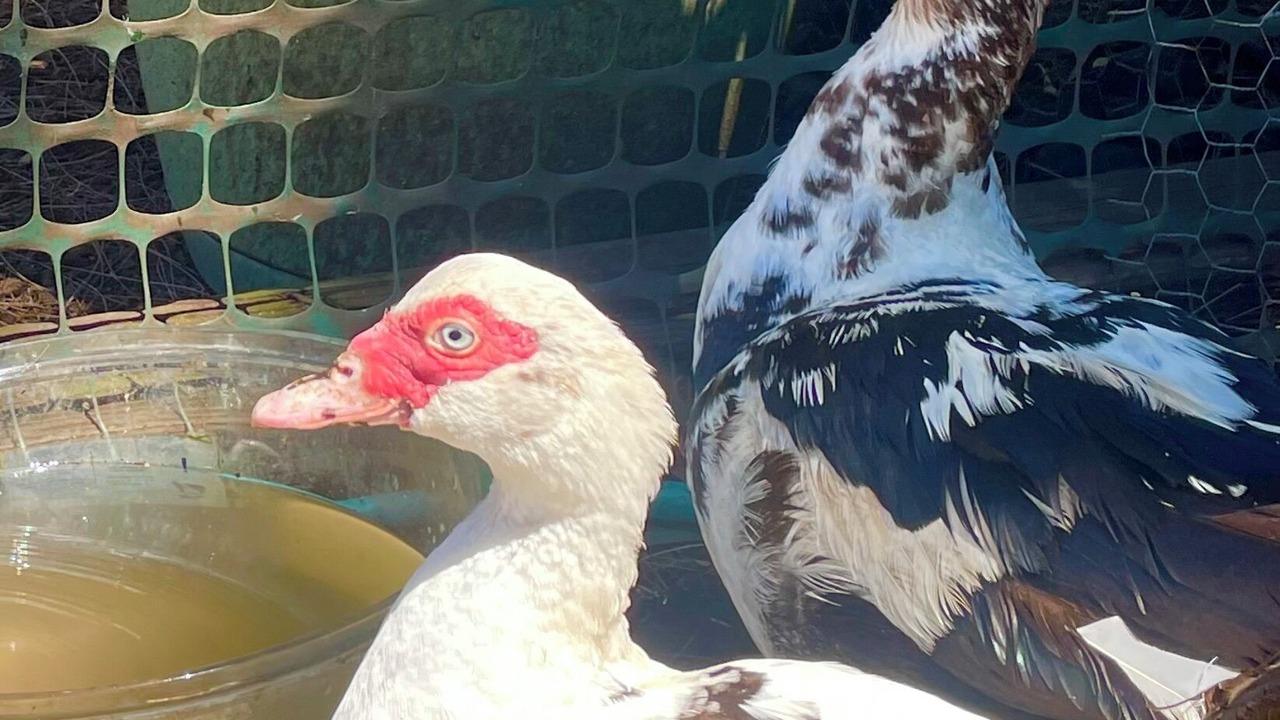 Photo of Others in Naalehu
