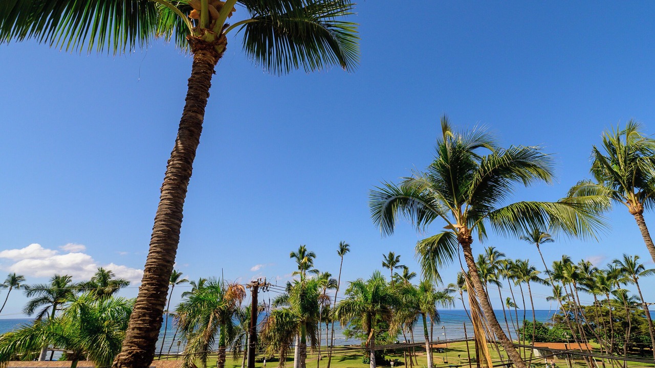 Photo of Others in Kihei