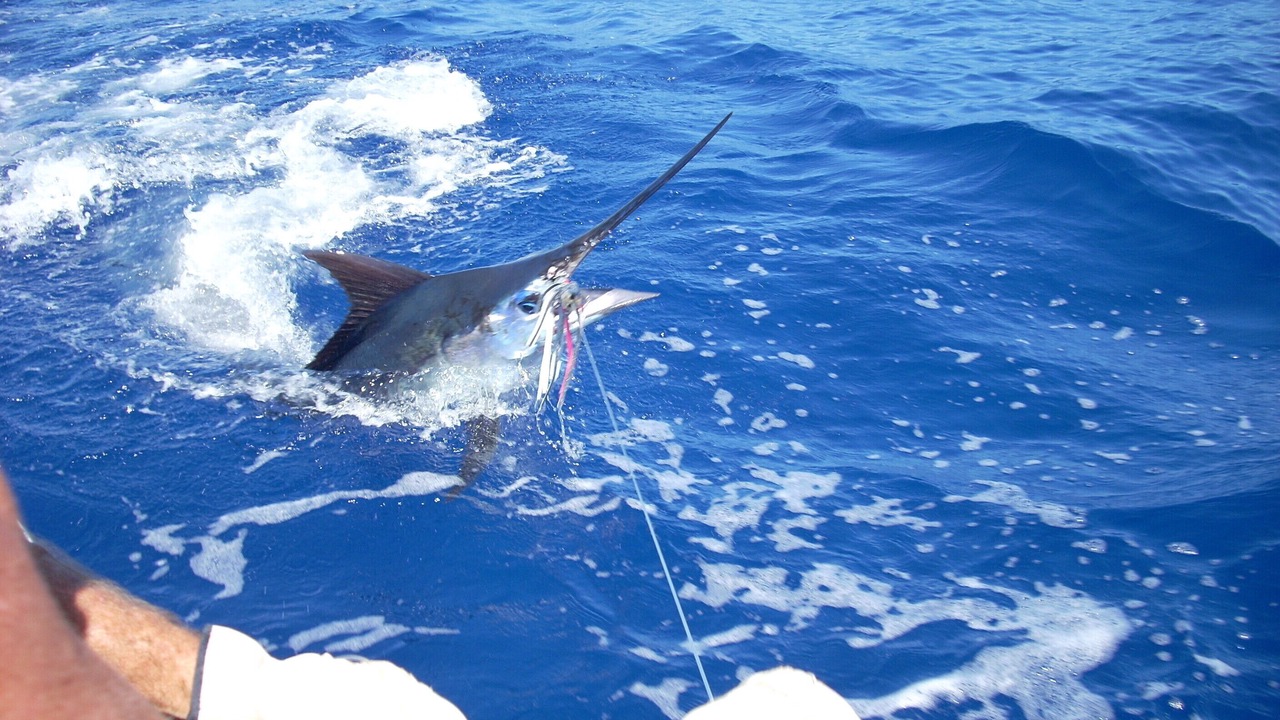 Photo of Others in Kahaluu Bay