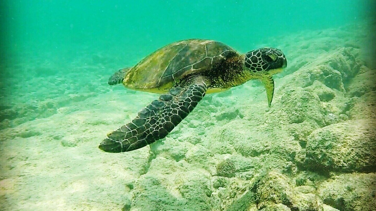 Photo of Others in Kahaluu Bay