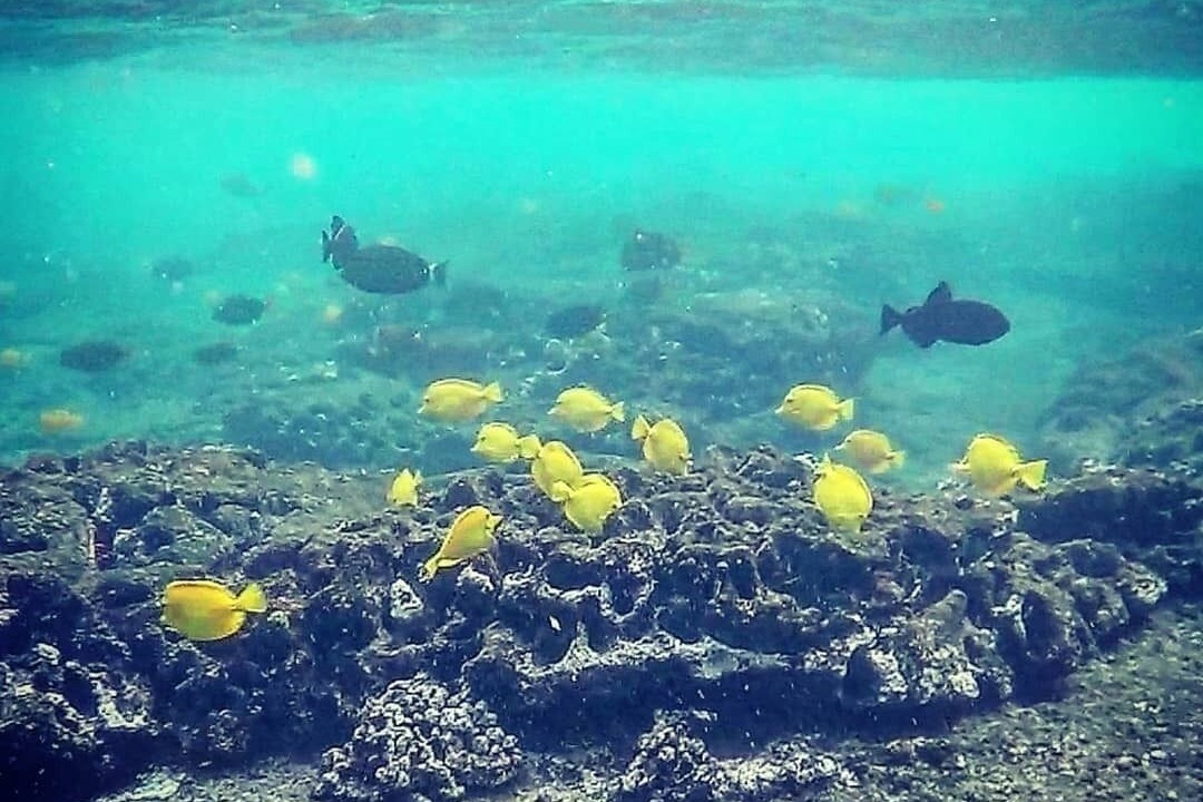 Photo of Others in Kahaluu Bay