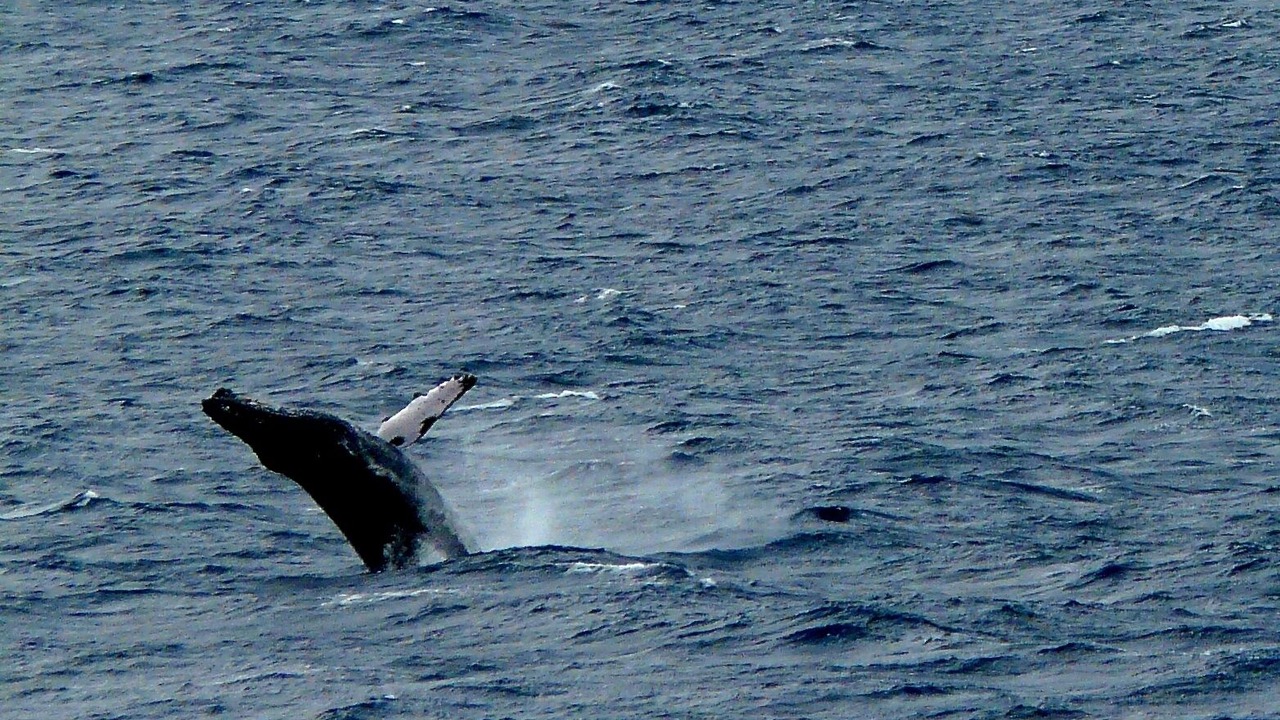 Photo of Others in Honokowai