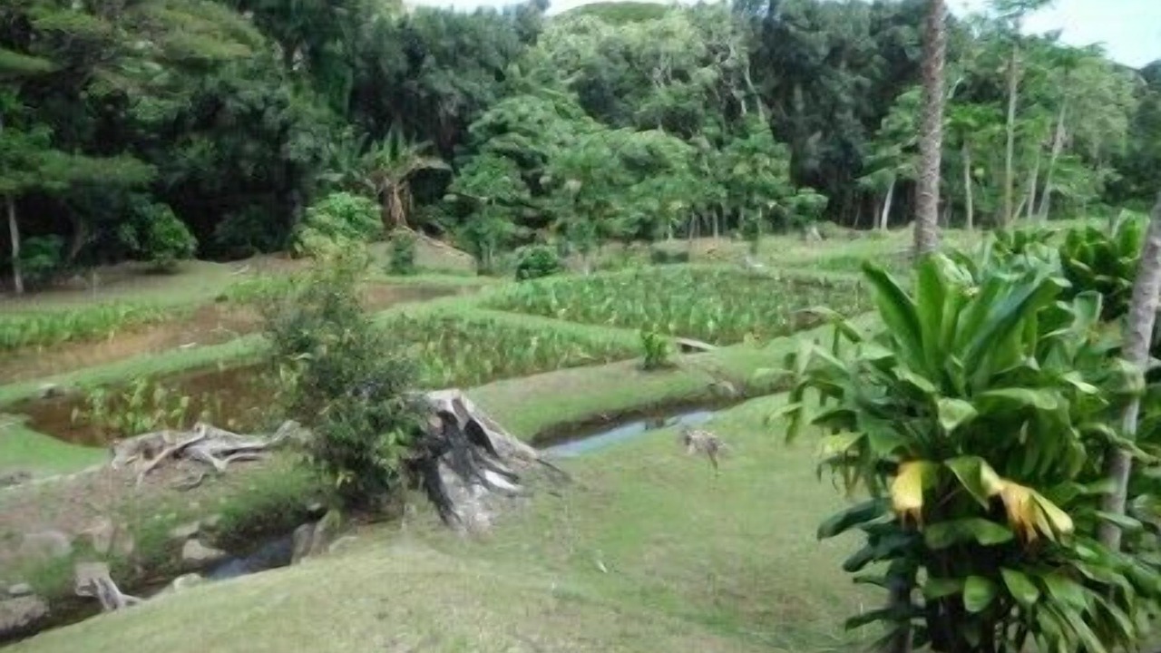 Photo of Others in Maunaloa